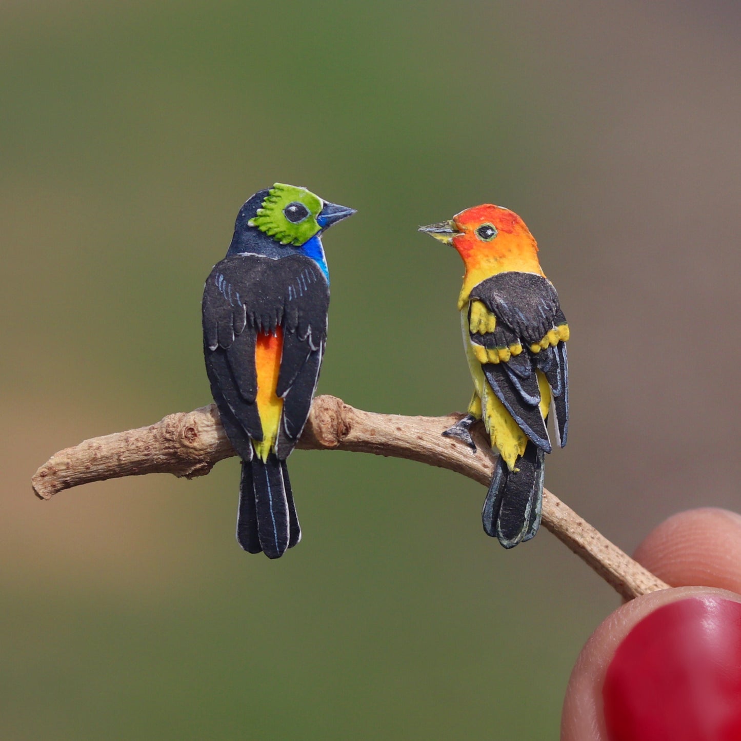 Paradise Tanager and Western Tanager