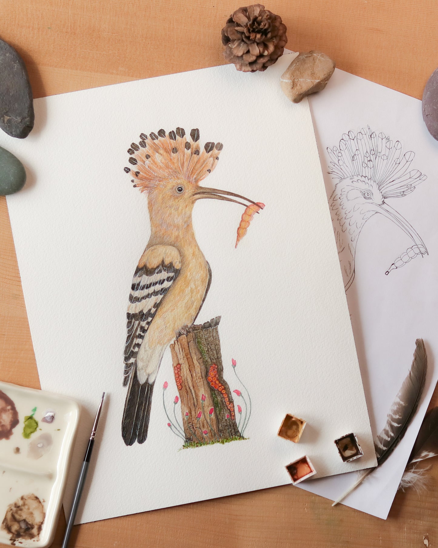 Hoopoe