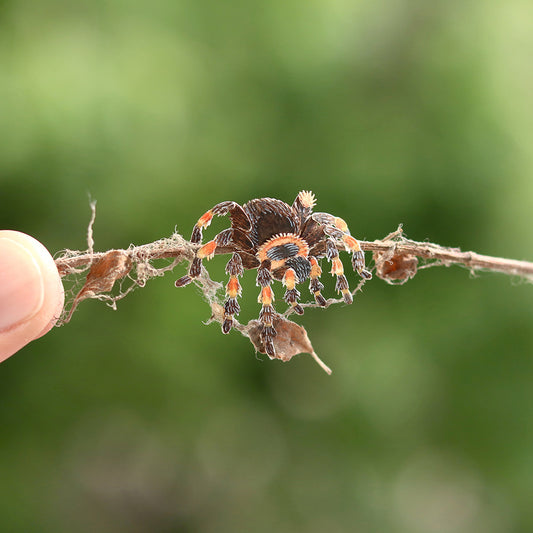 Red knee Tarantula