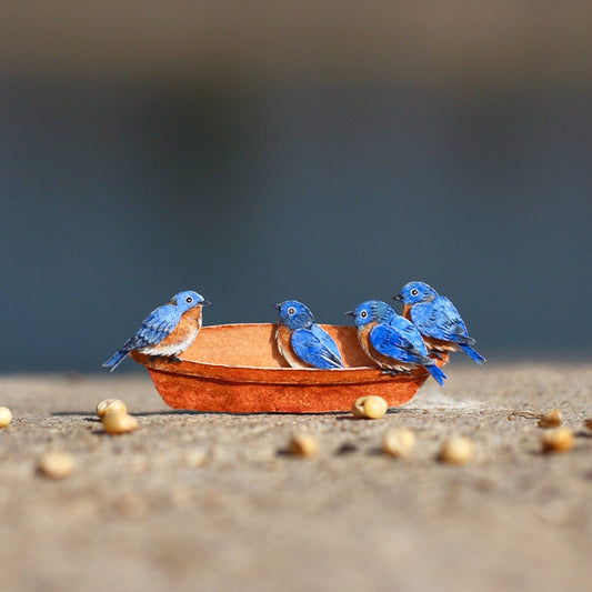 Bluebirds