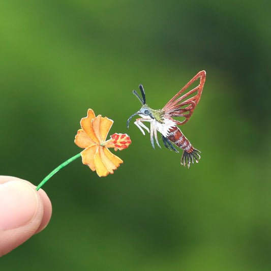 Clearwing hummingbird moth