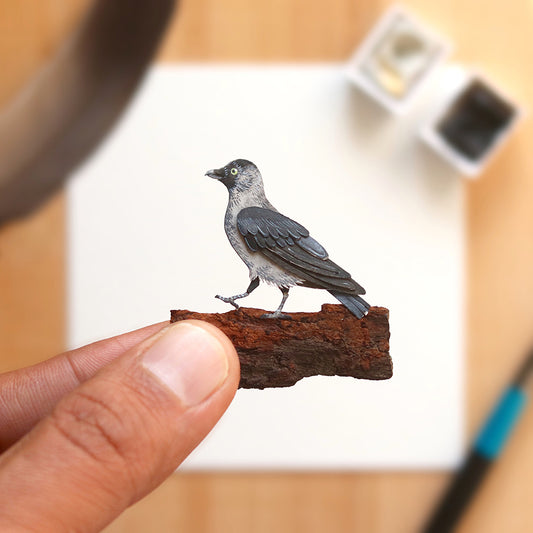 Jackdaw