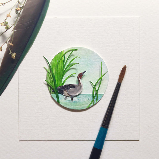 Northern Pintail