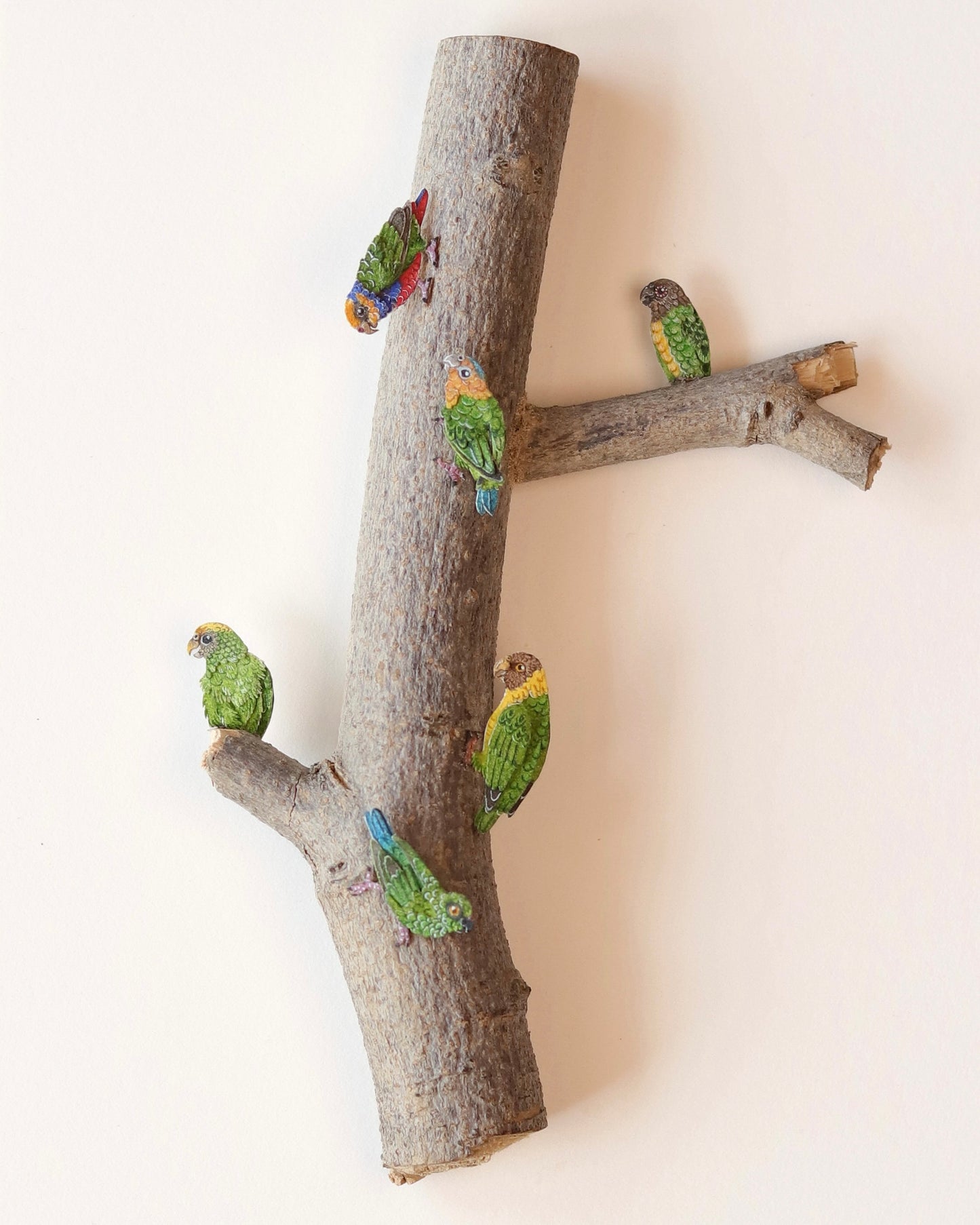 Flock of Pygmy parrots