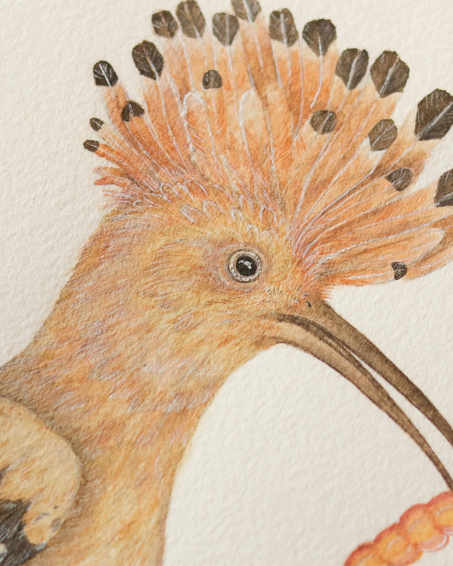 Hoopoe