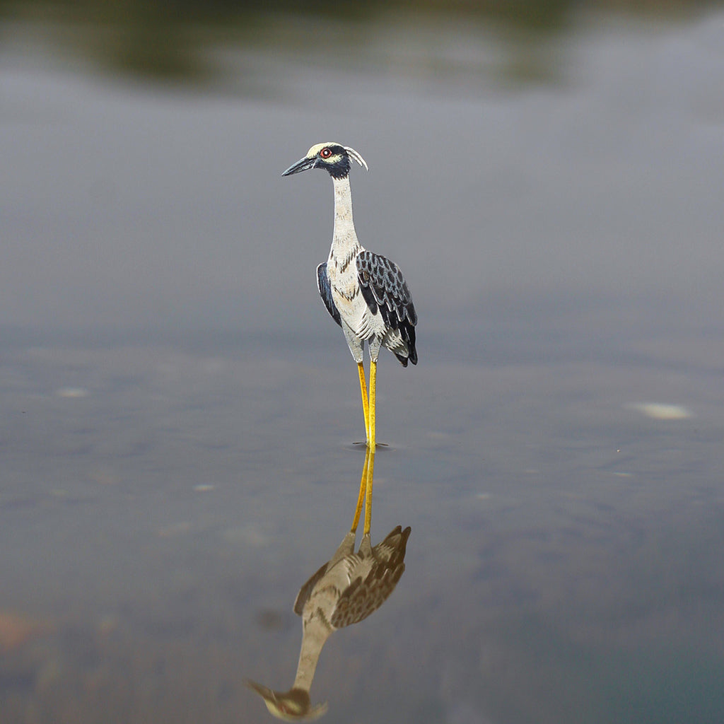 Yellow crowned Night Heron
