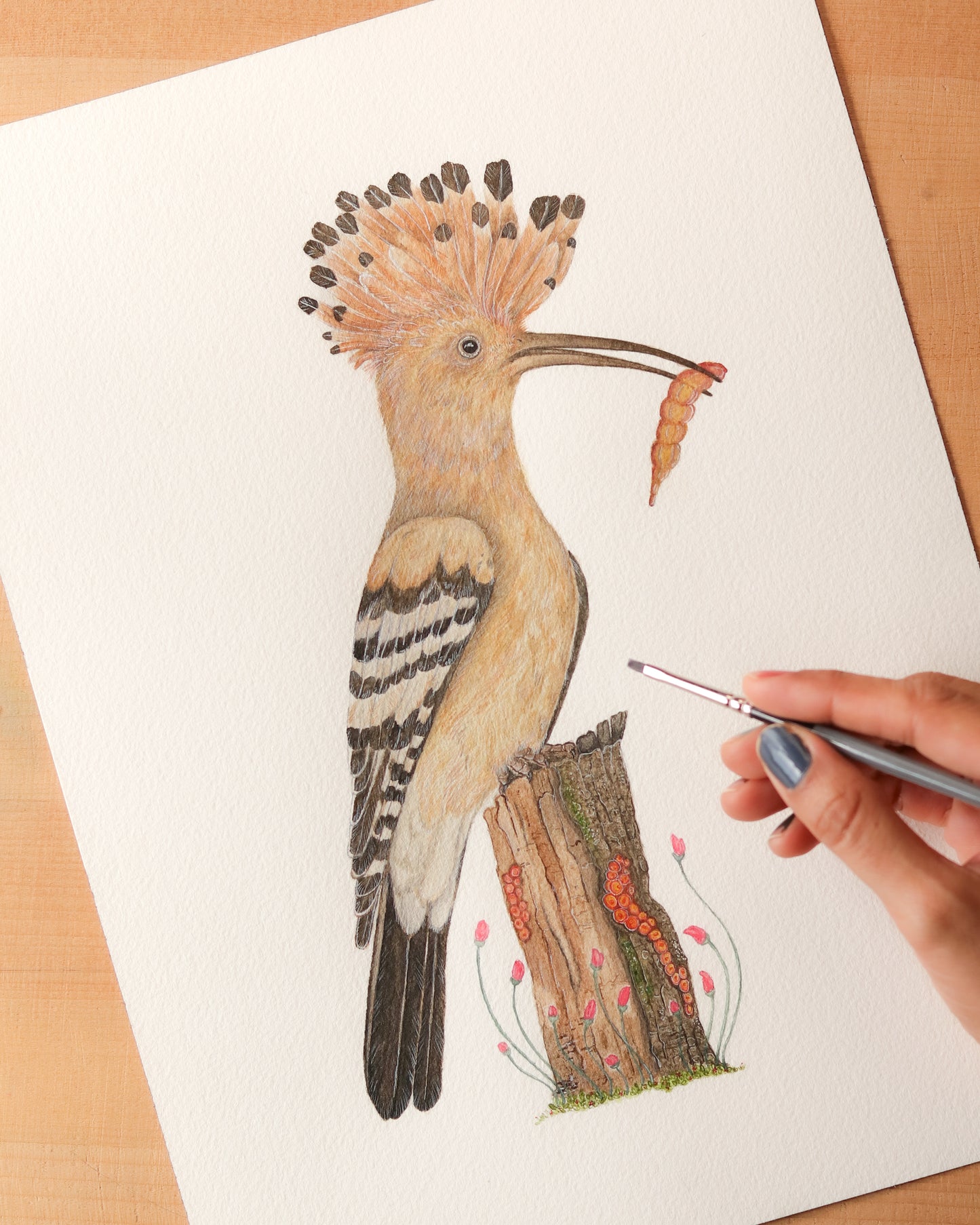 Hoopoe