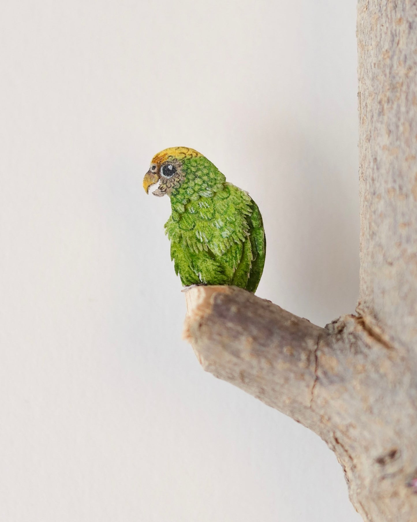 Flock of Pygmy parrots