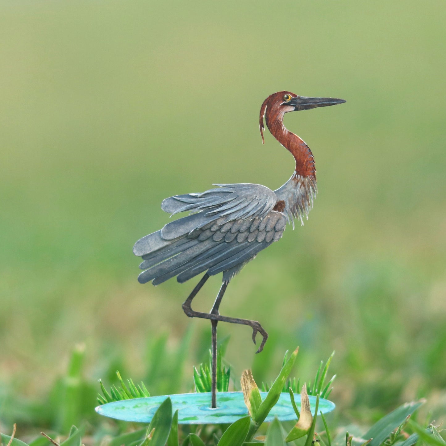 Goliath Heron