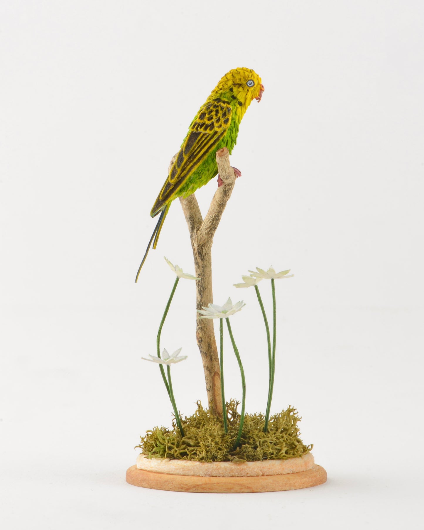 Budgie