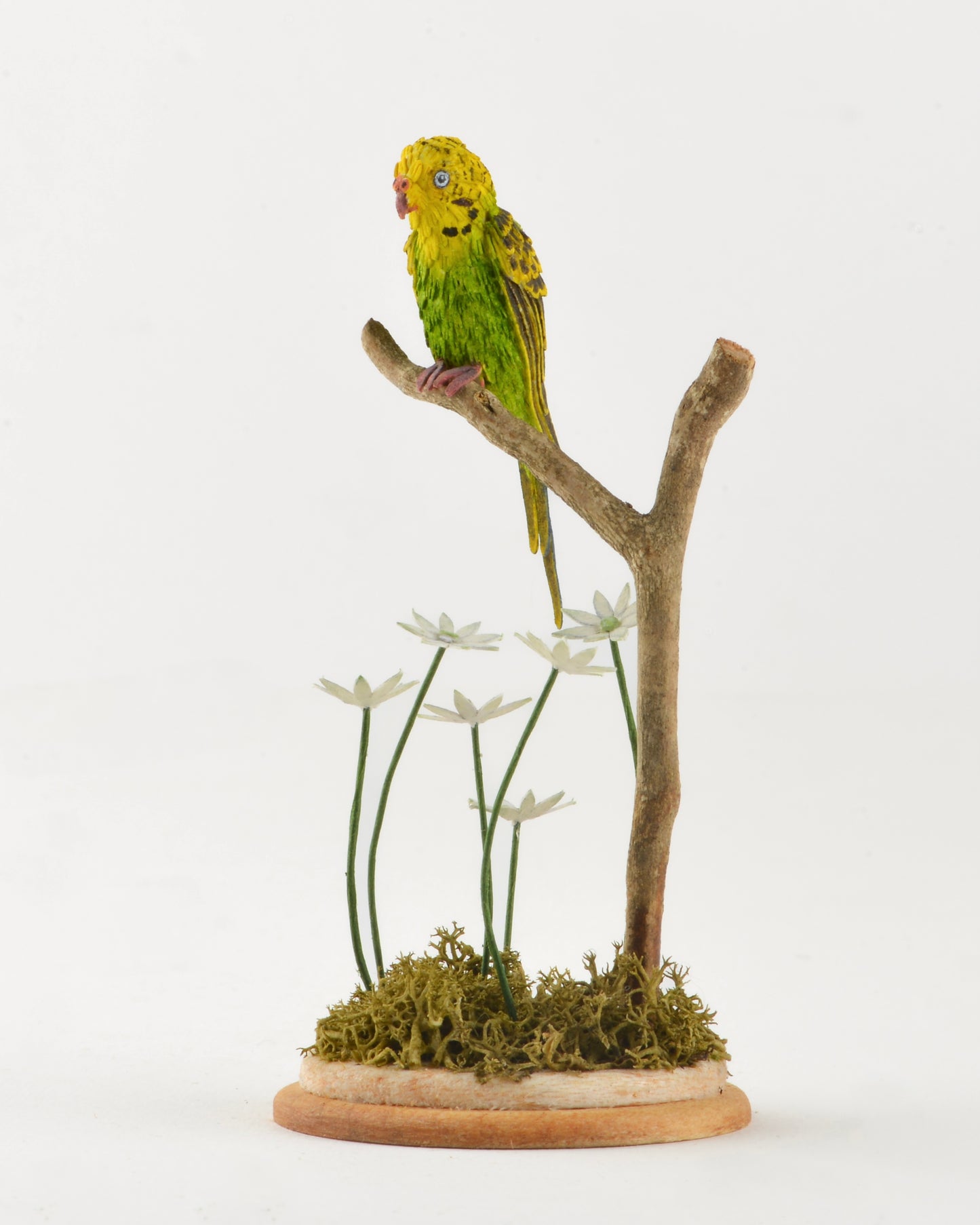 Budgie
