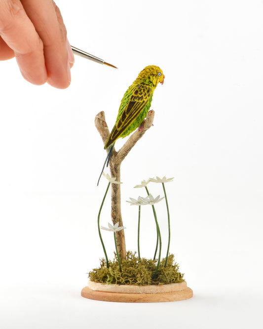 Budgie