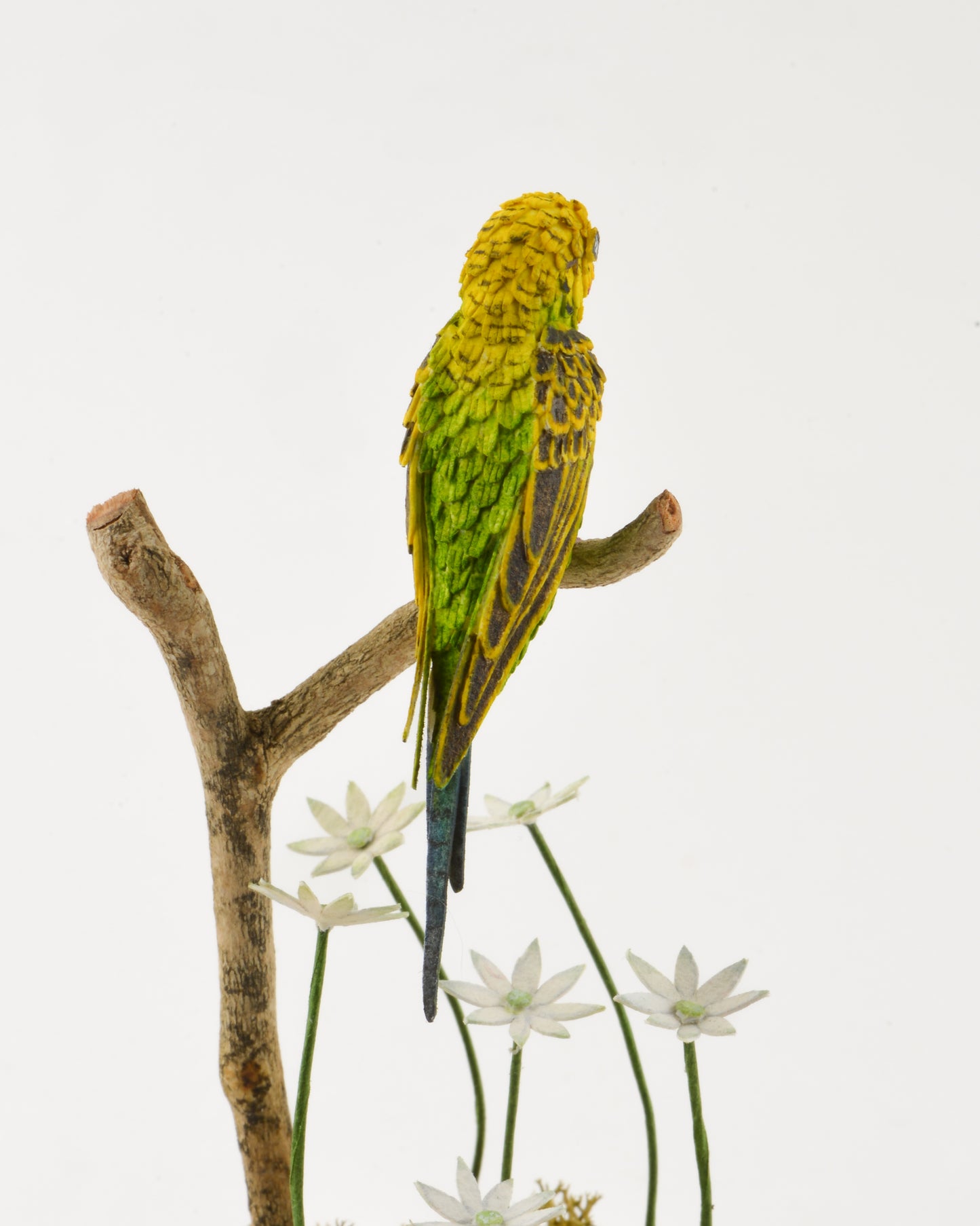 Budgie