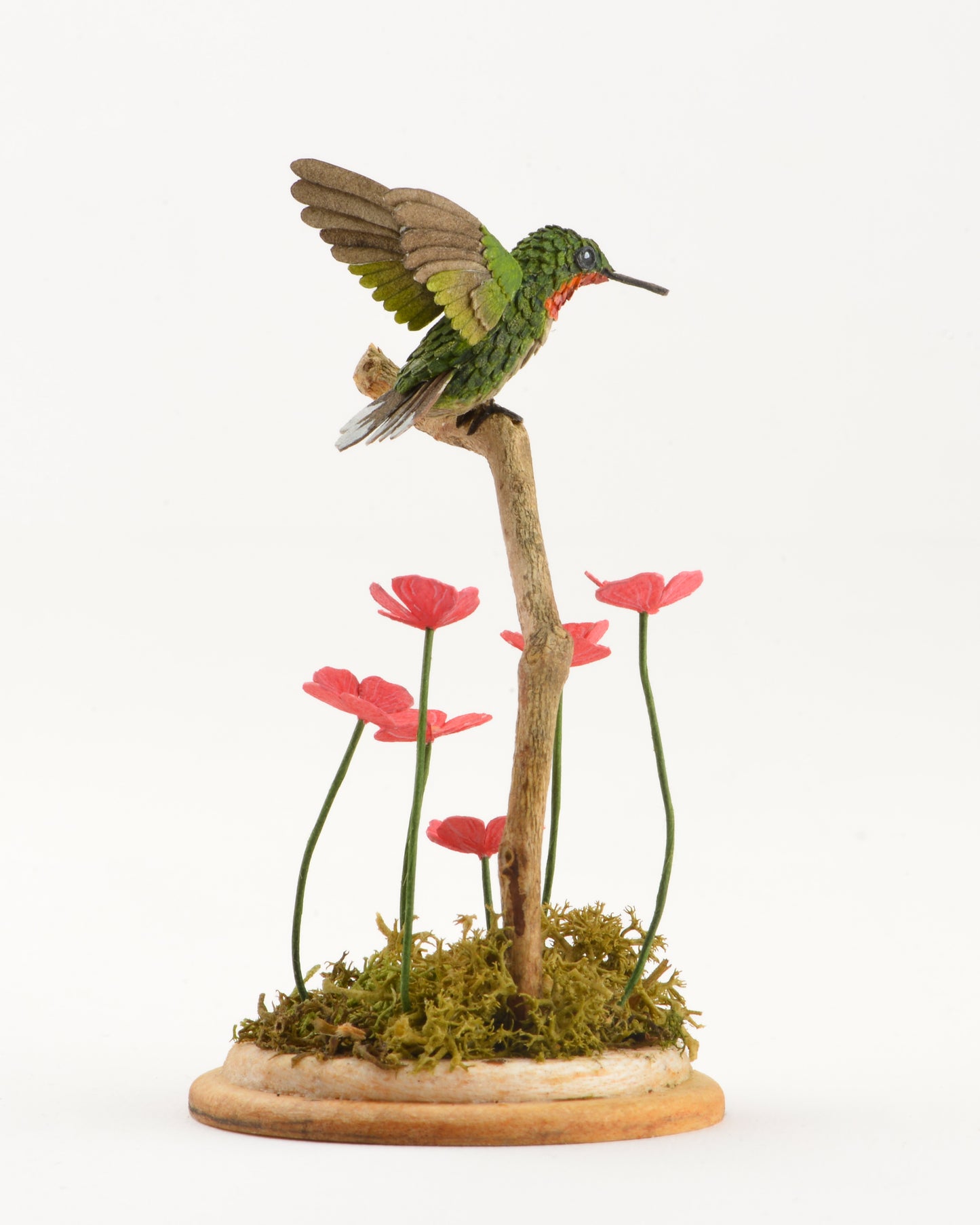 Ruby throated hummingbird in blossoms