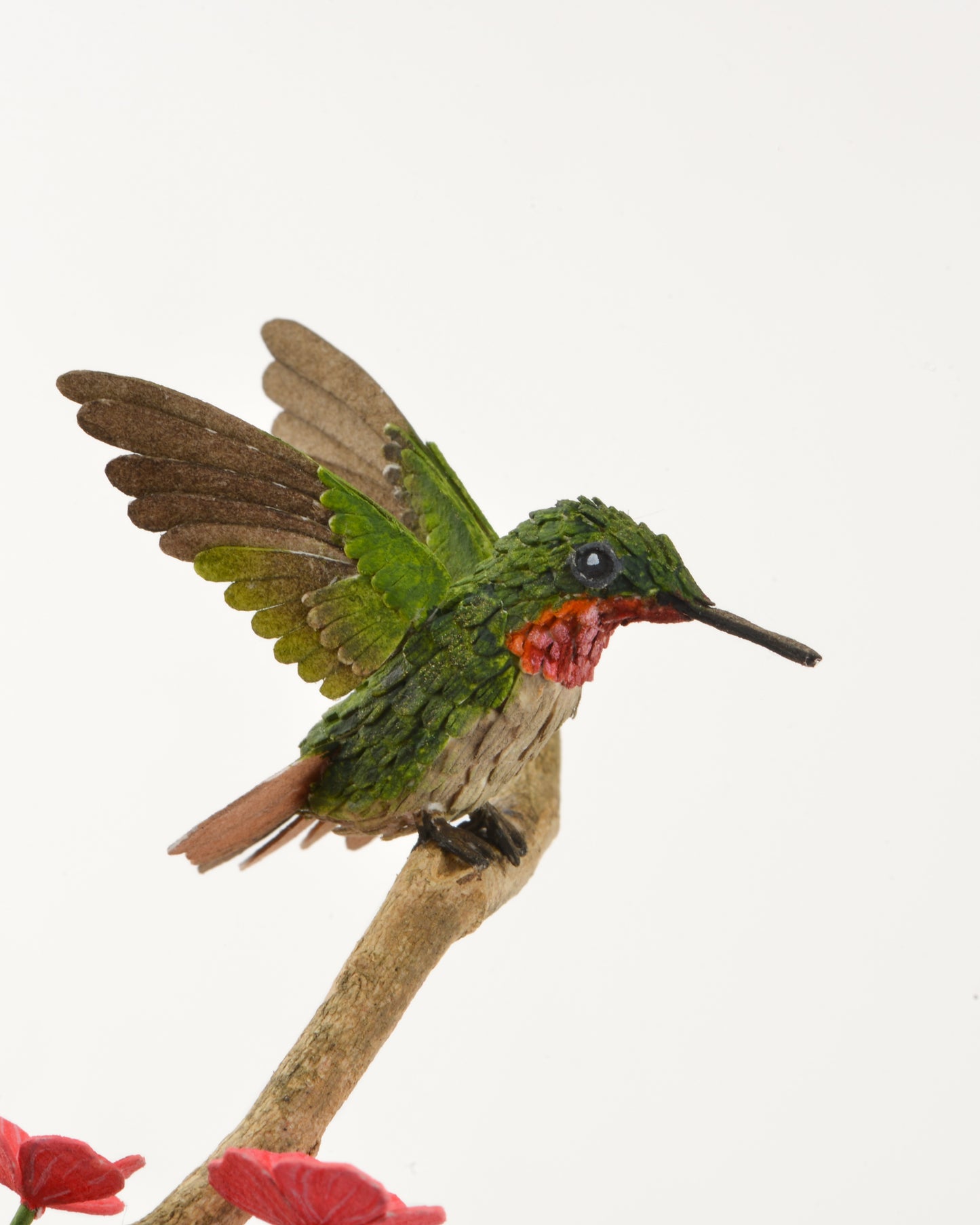 Ruby throated hummingbird in blossoms