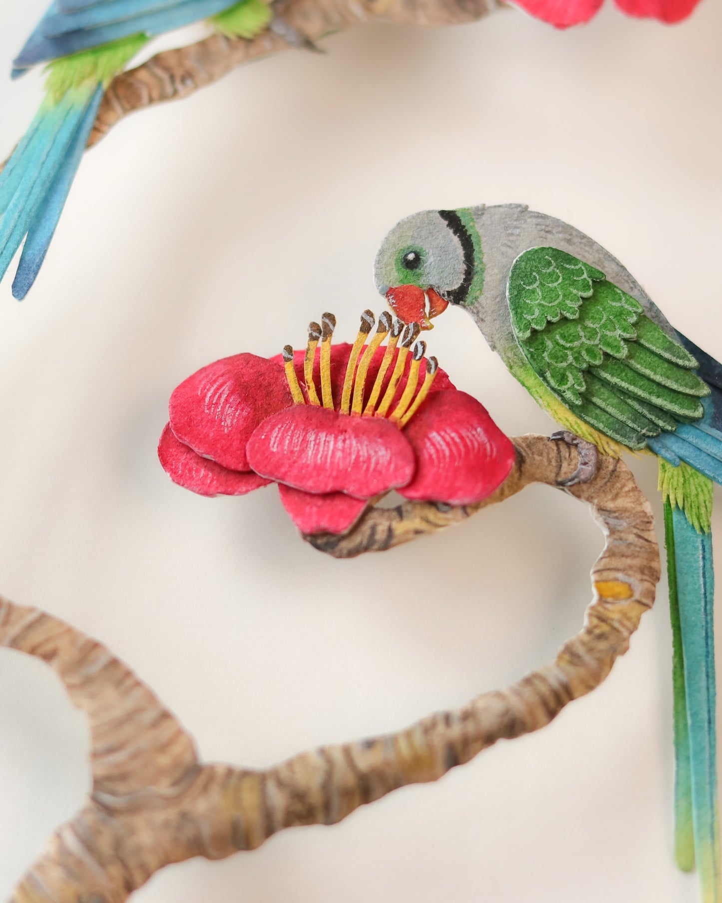 Malabar Parakeet