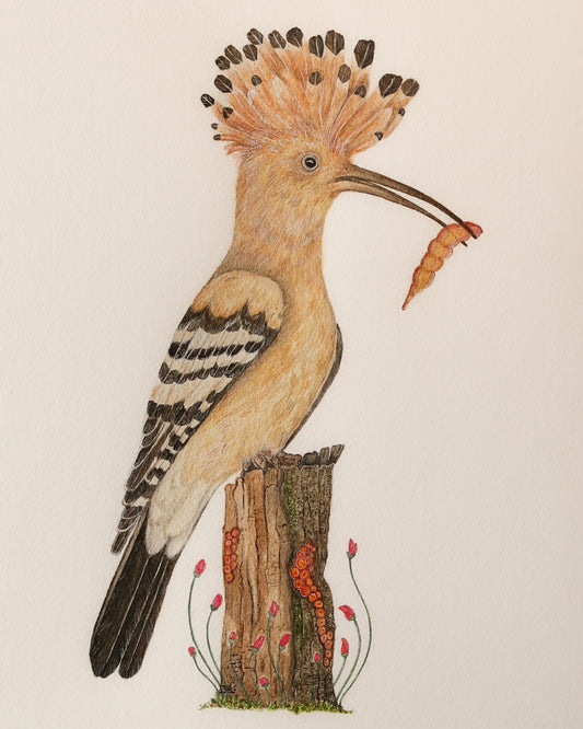 Hoopoe