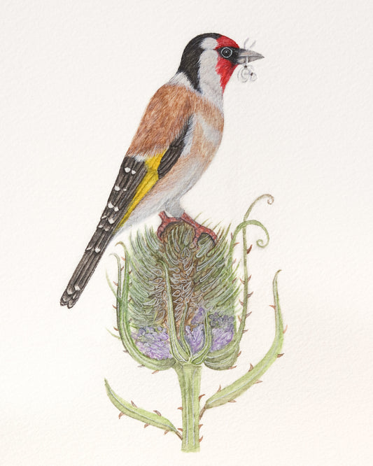 European goldfinch