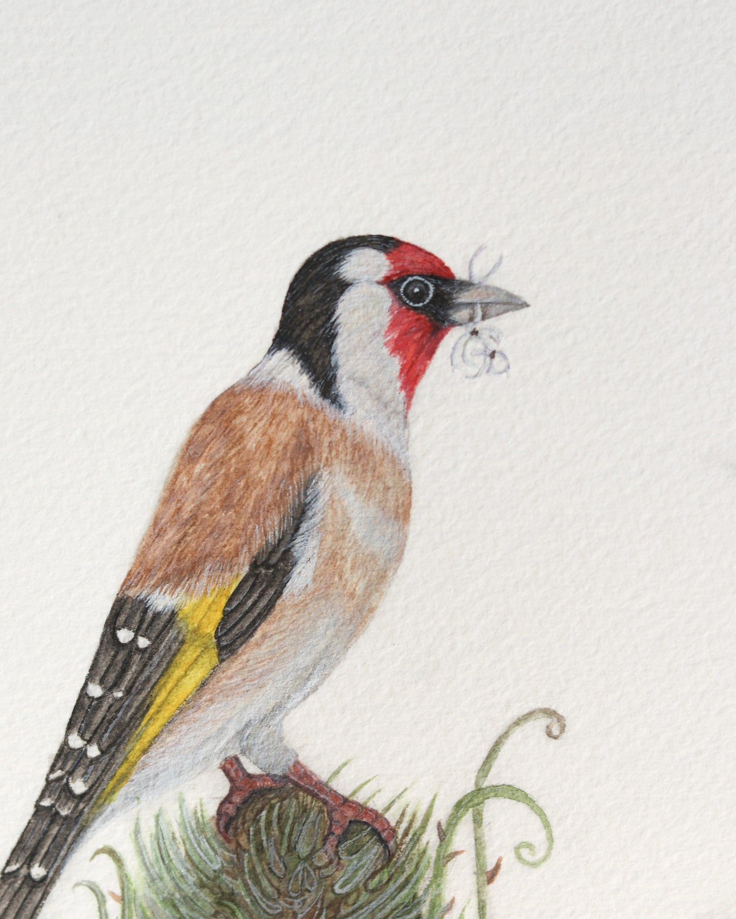 European goldfinch