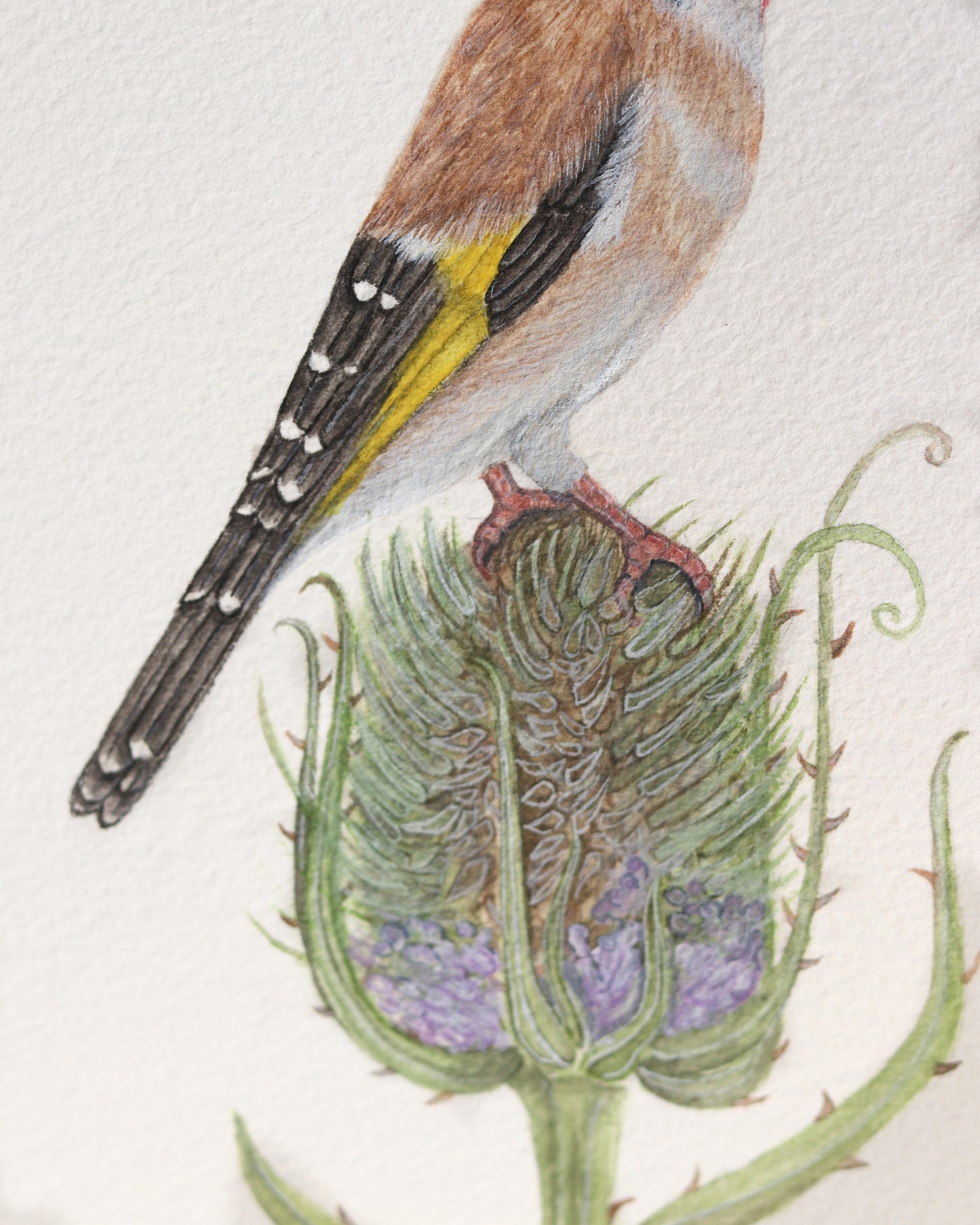 European goldfinch