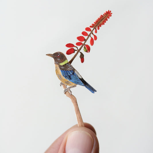 Golden collared honeycreeper