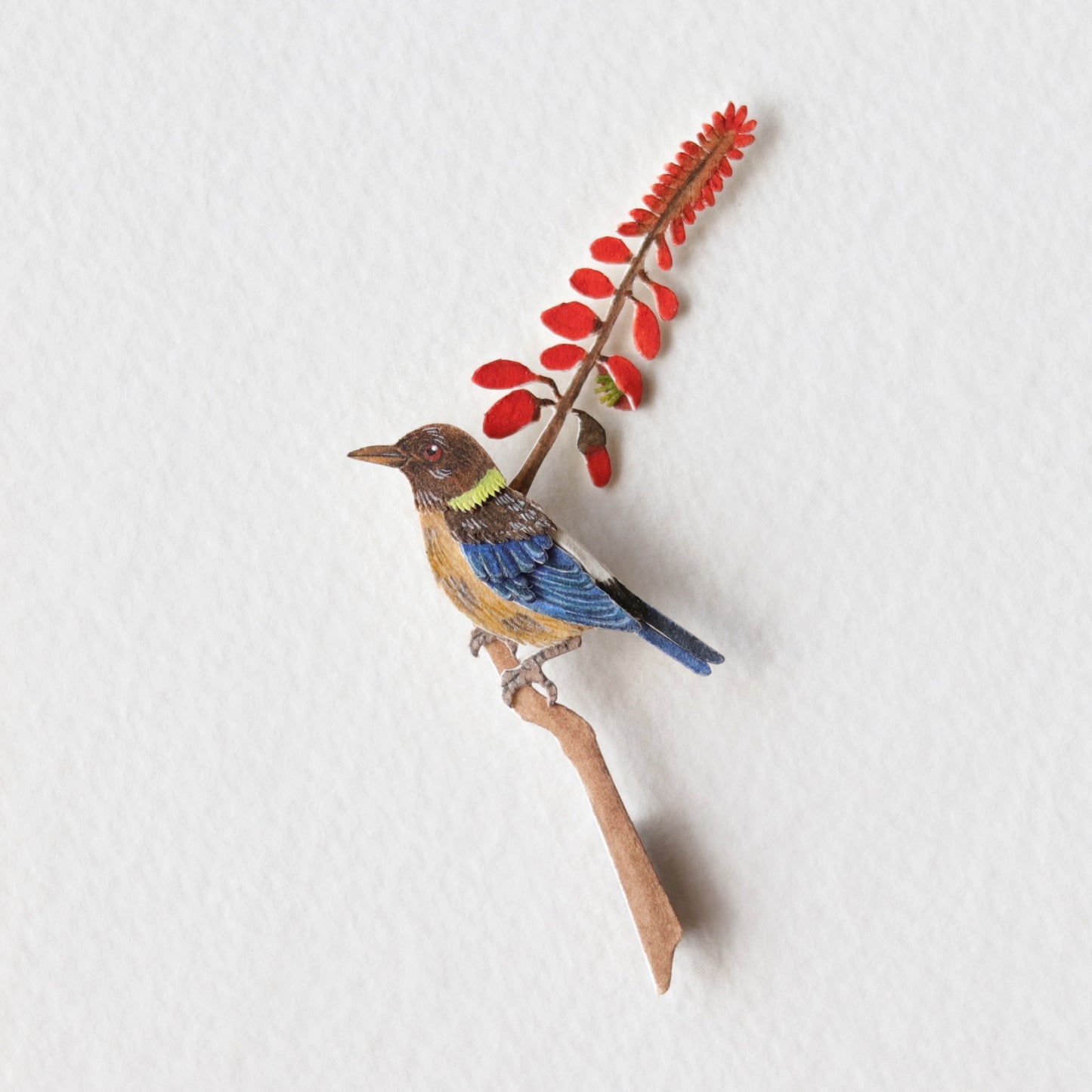 Golden collared honeycreeper