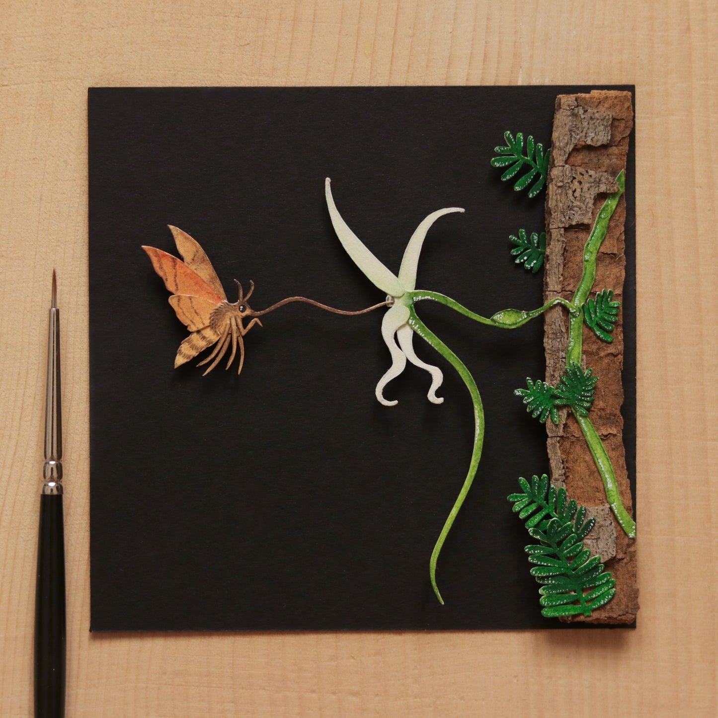 Madagascan Sphinx Moth