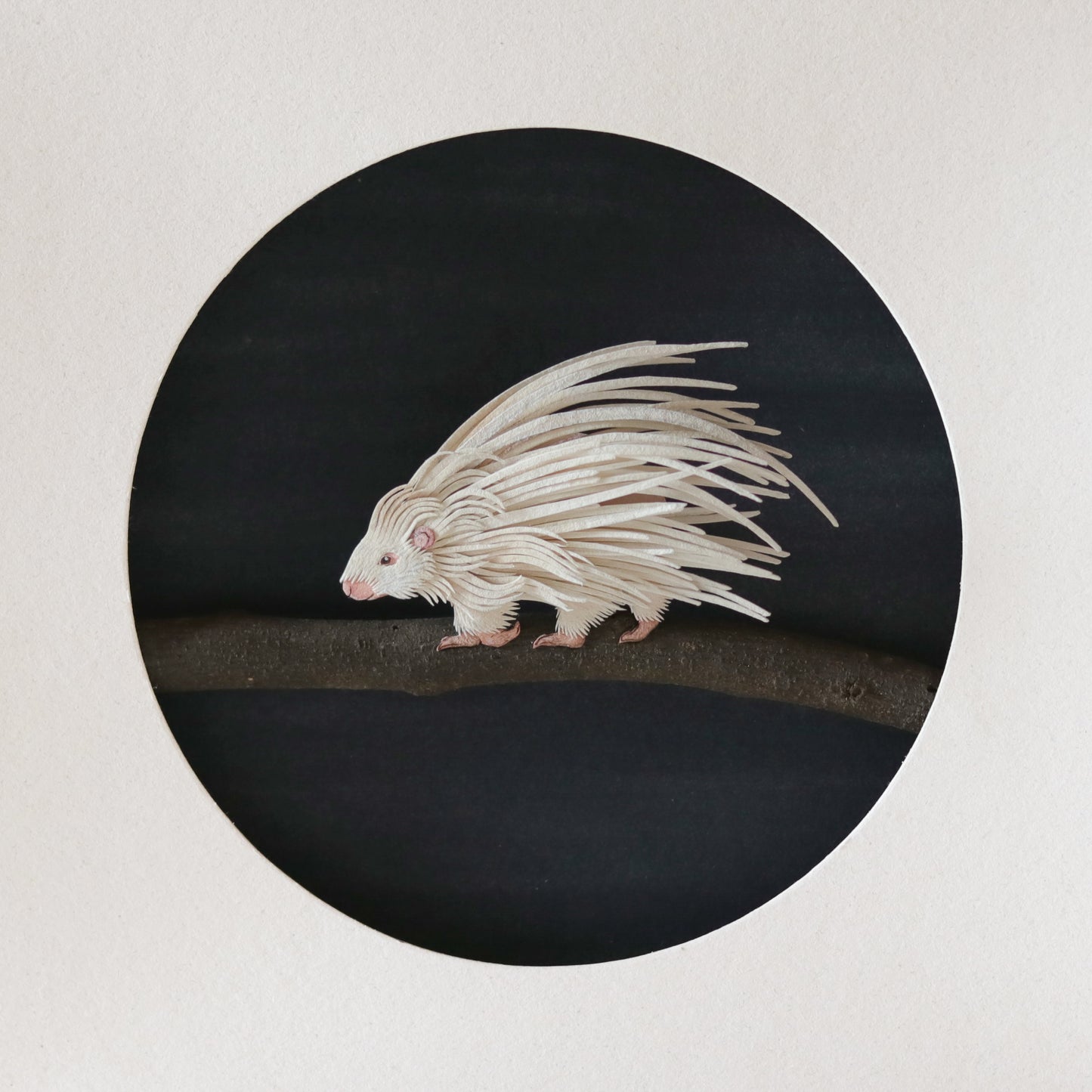 Crested porcupine