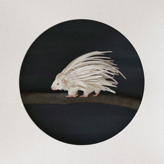 Crested porcupine
