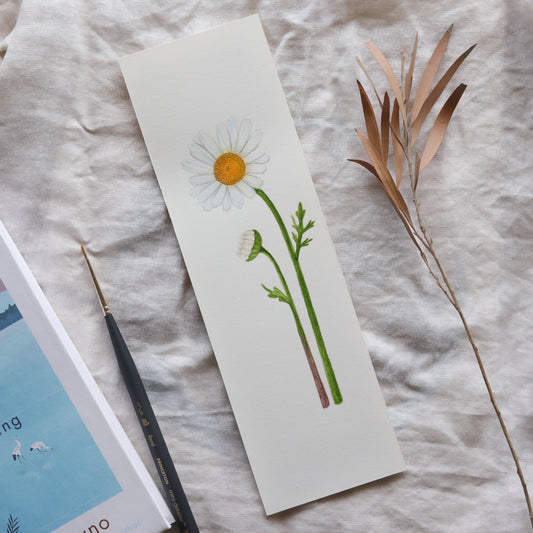 Daisy - Original botanical illustration