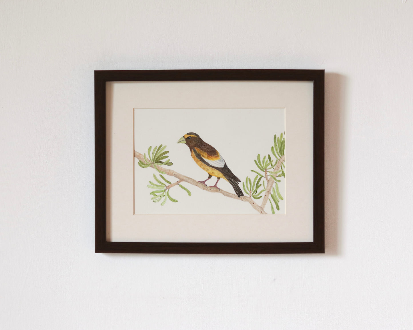 Evening Grosbeak