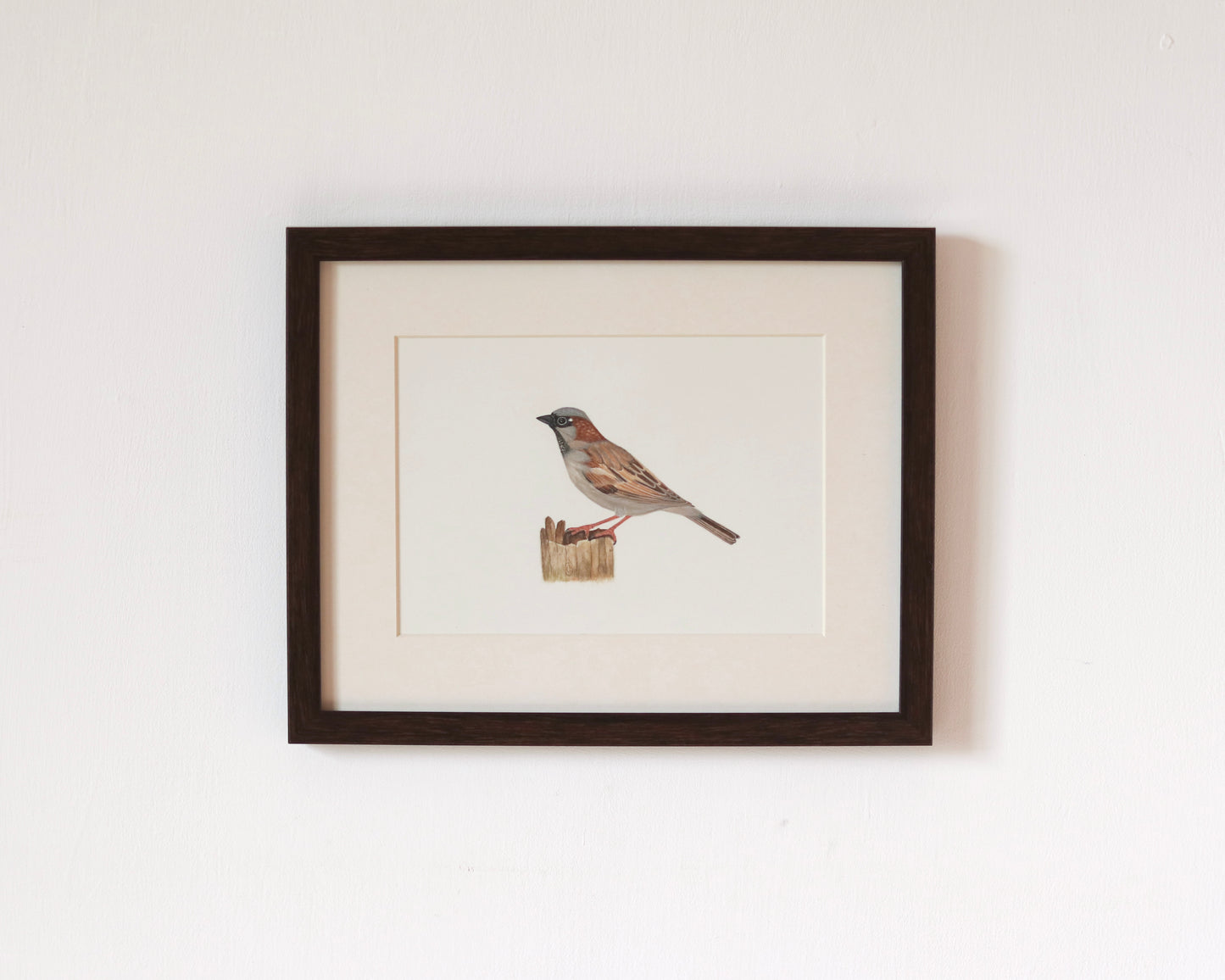 House sparrow