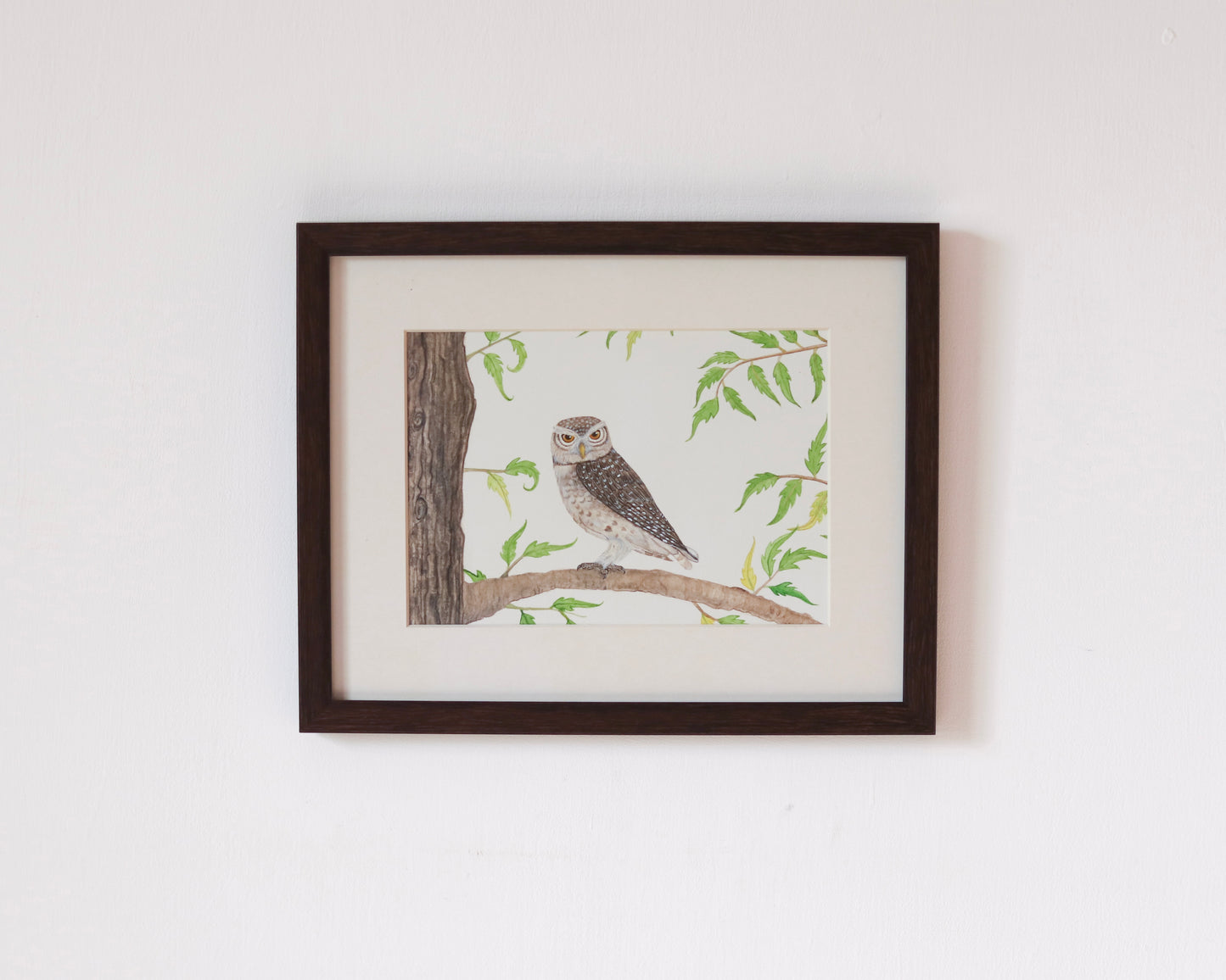 Spotted owlet