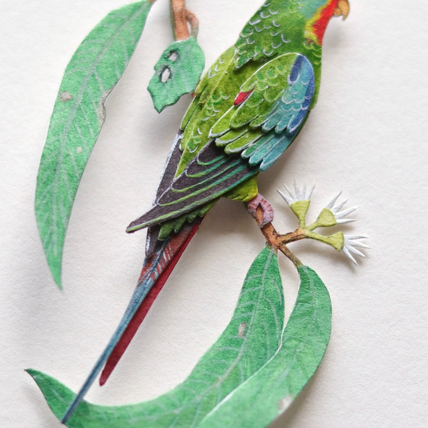 Swift Parrot