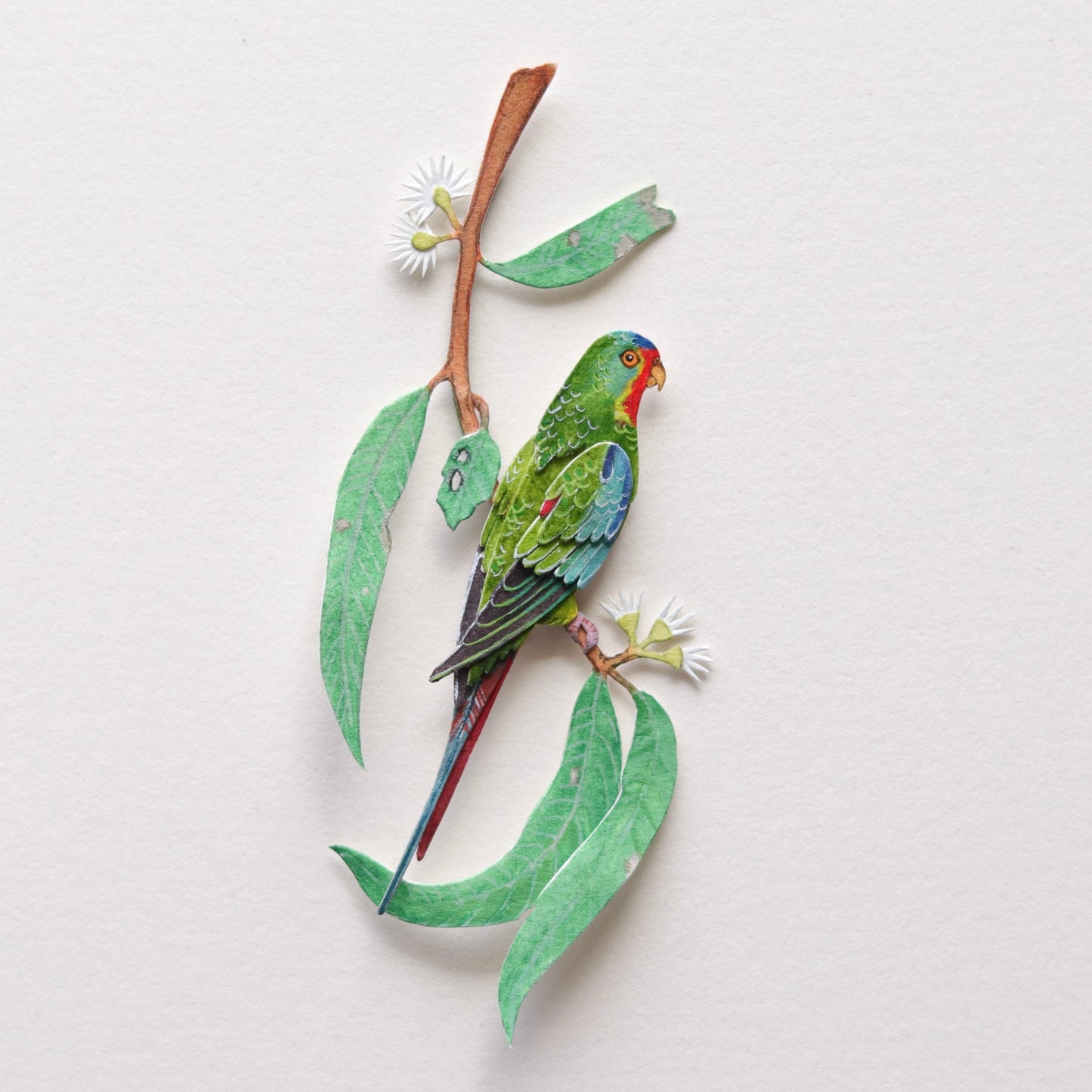 Swift Parrot