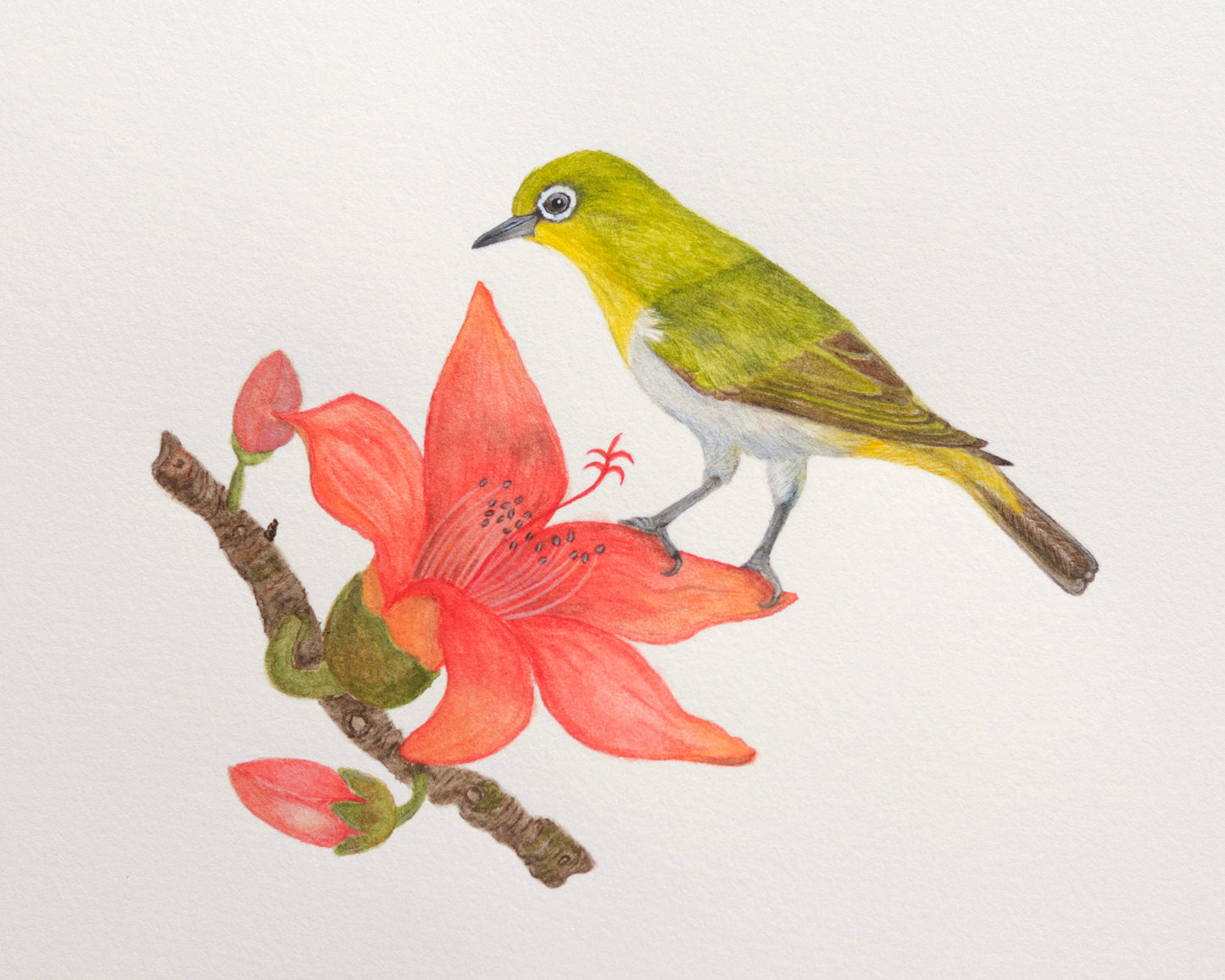 Oriental white eye