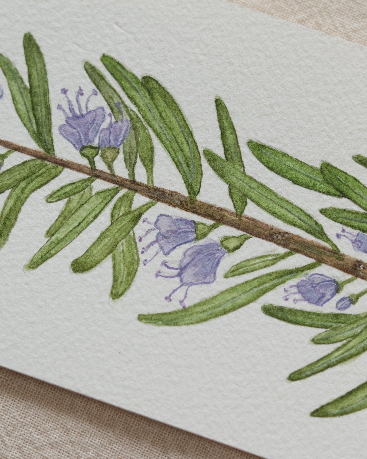 Kitchen Herbs