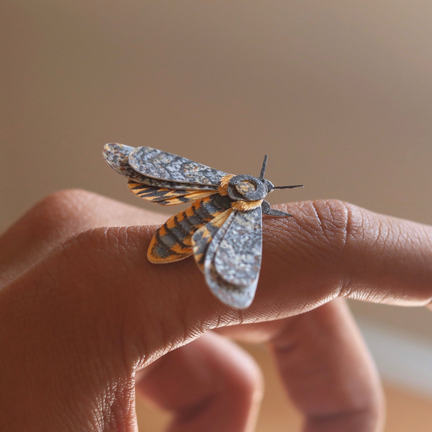 African death's head hawkmoth