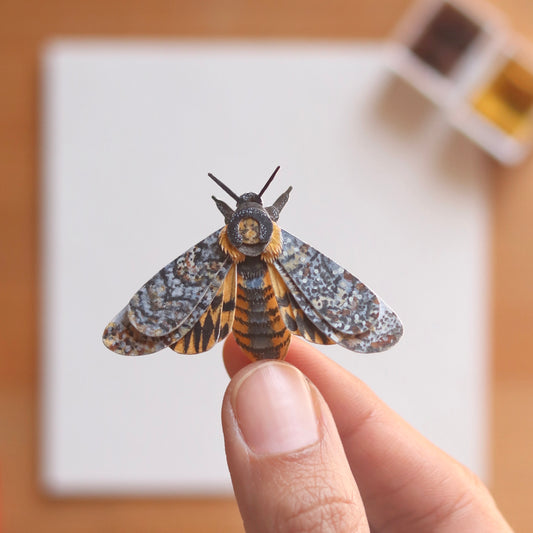 African death's head hawkmoth