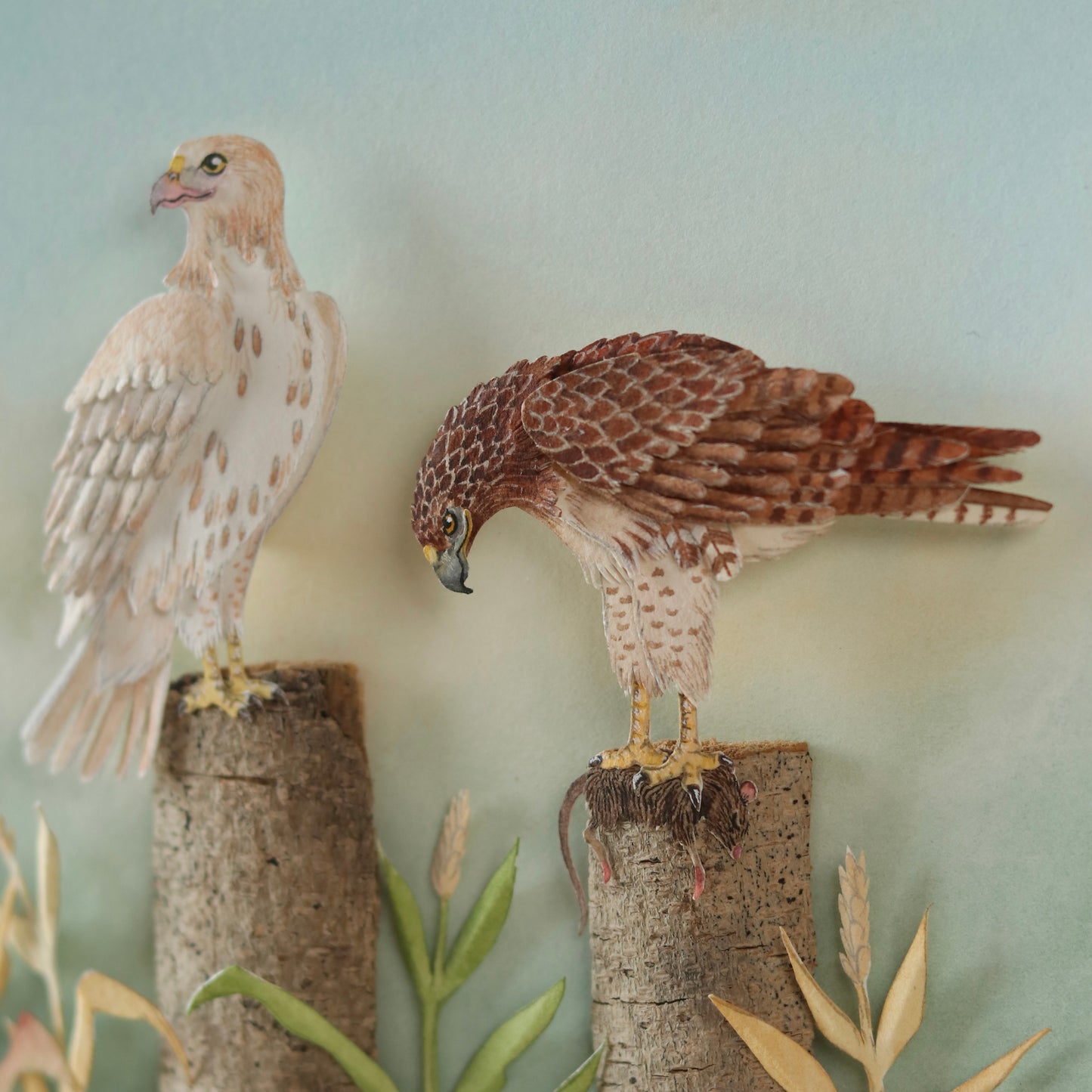 Red tailed Hawk