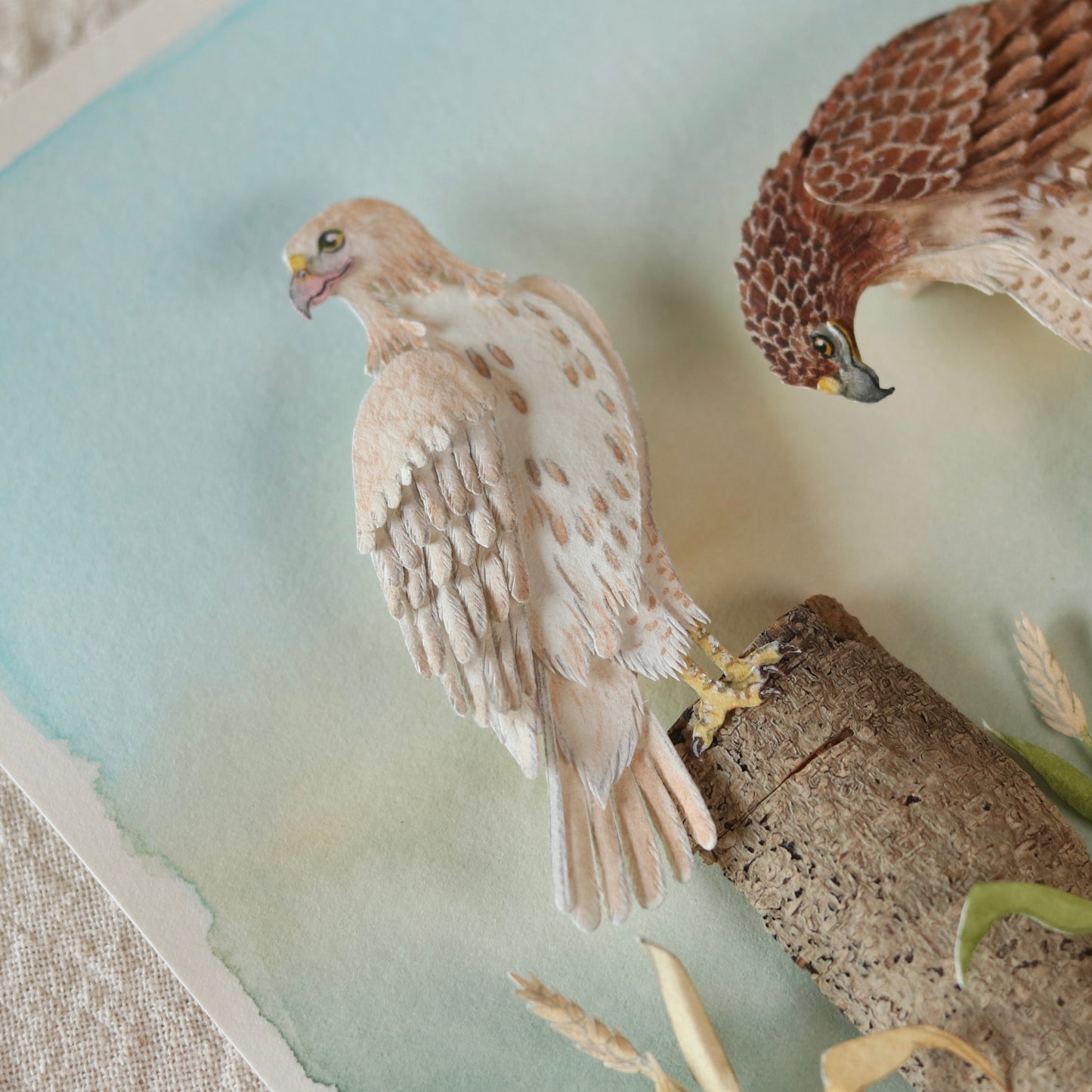 Red tailed Hawk