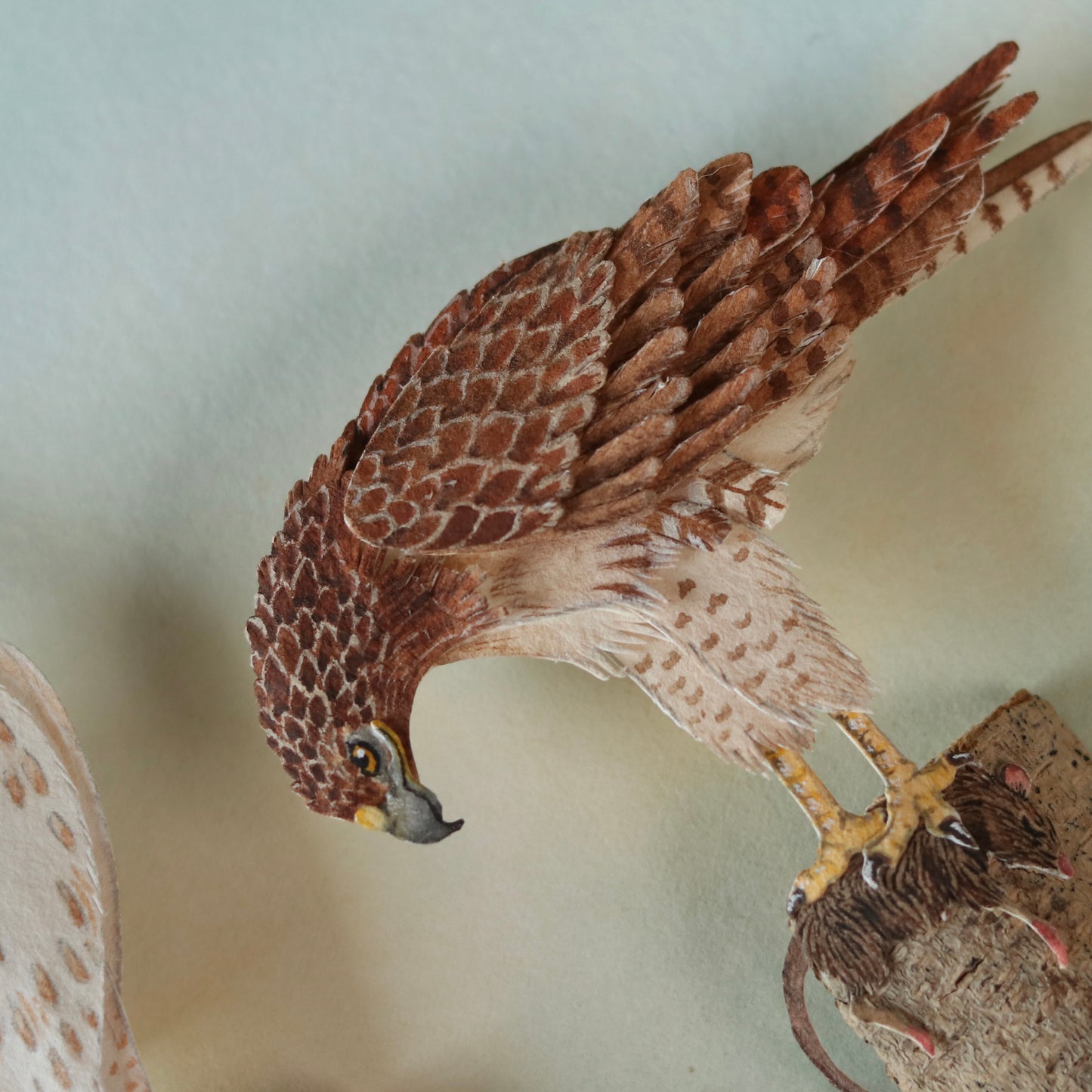 Red tailed Hawk