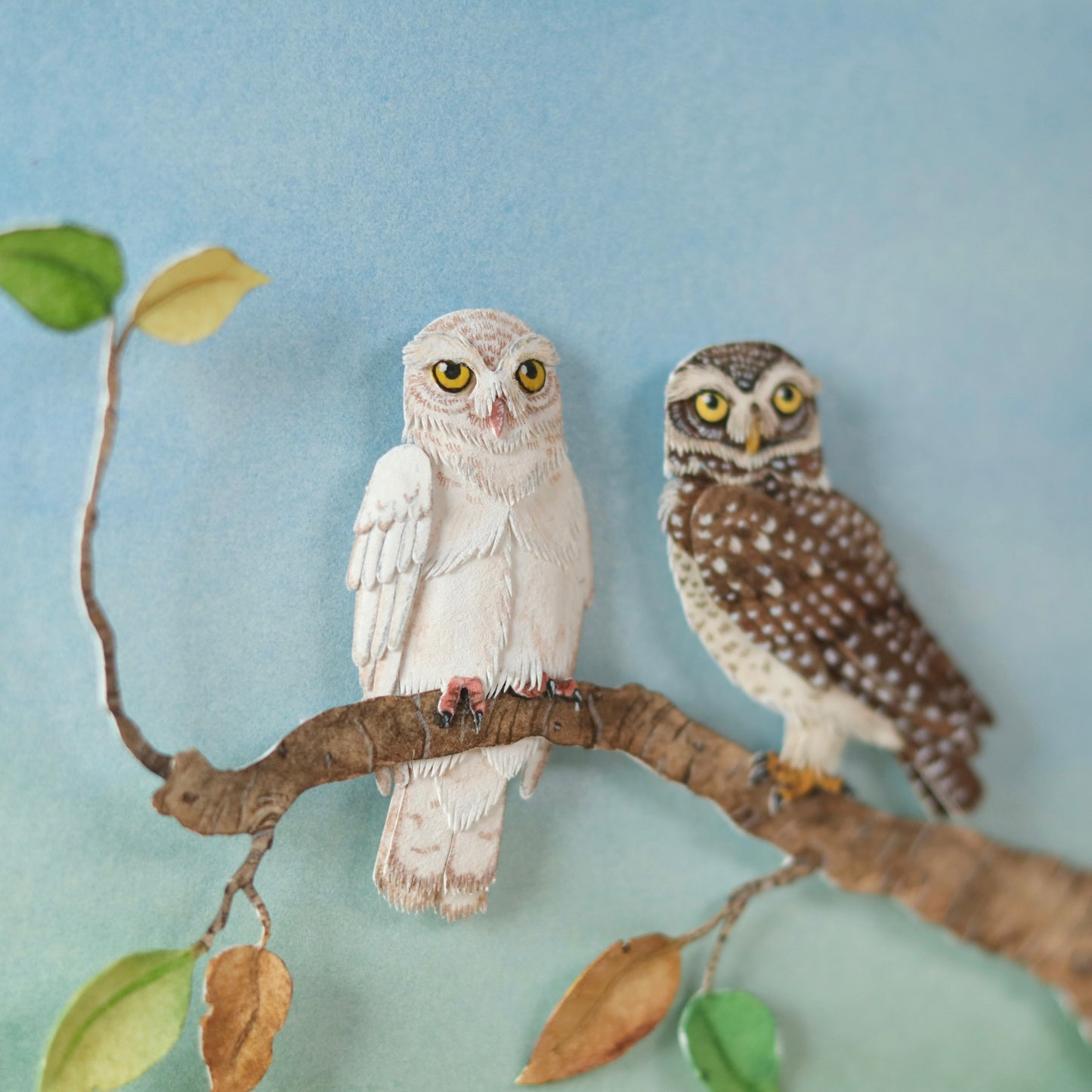 Spotted Owlet