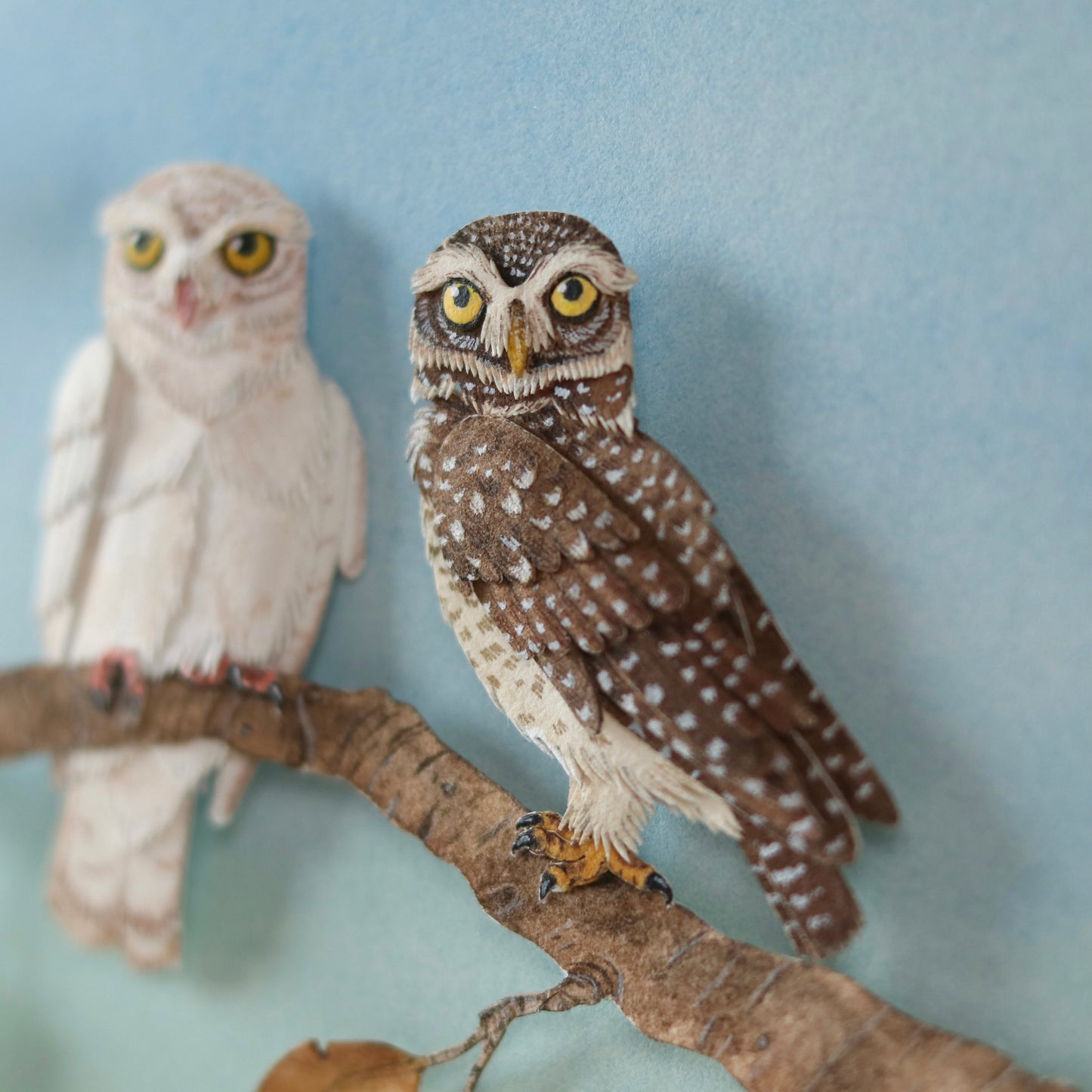 Spotted Owlet