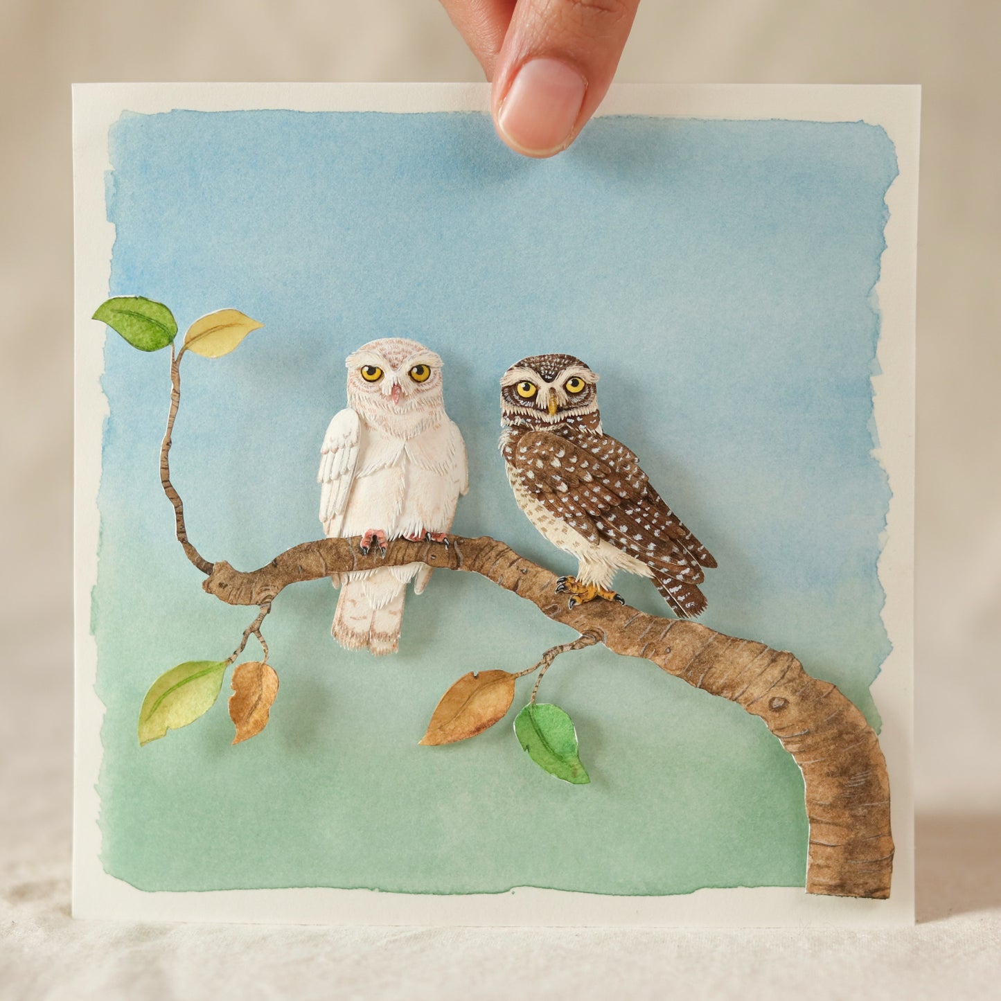 Spotted Owlet