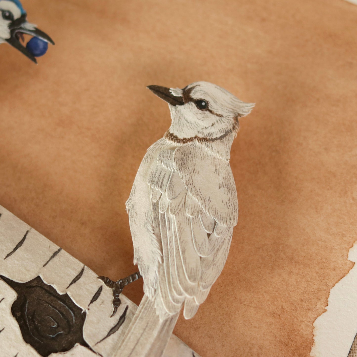 Blue Jay