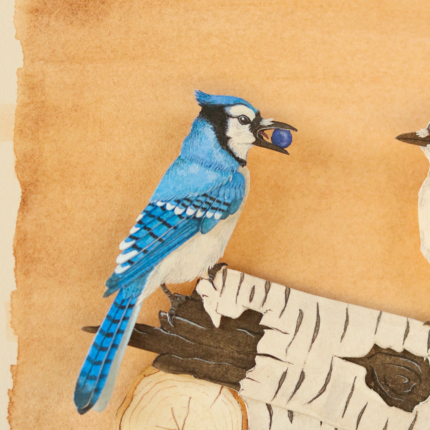Blue Jay