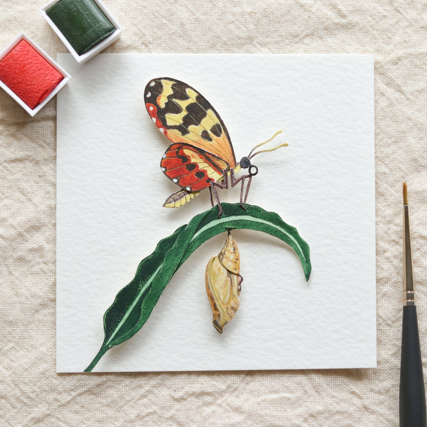 Cream Spotted Tiger Wing Butterfly