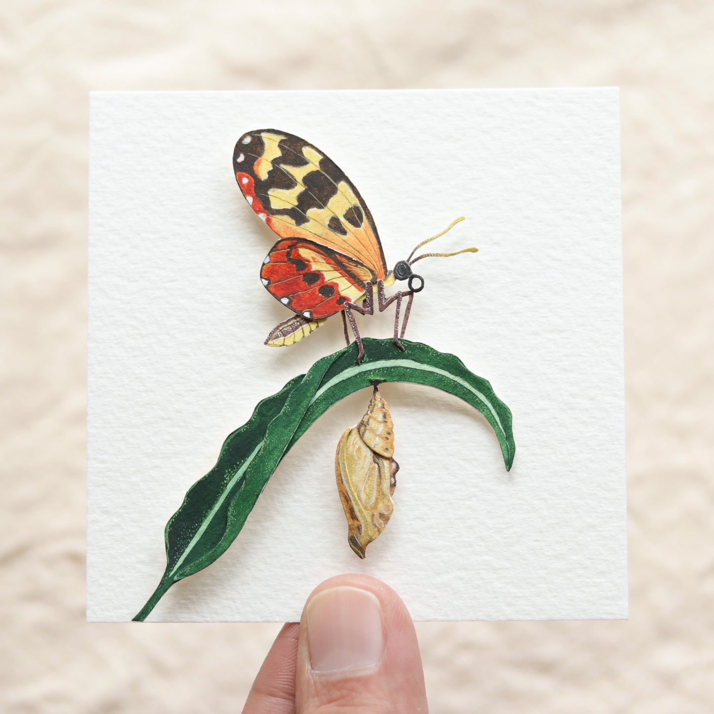 Cream Spotted Tiger Wing Butterfly