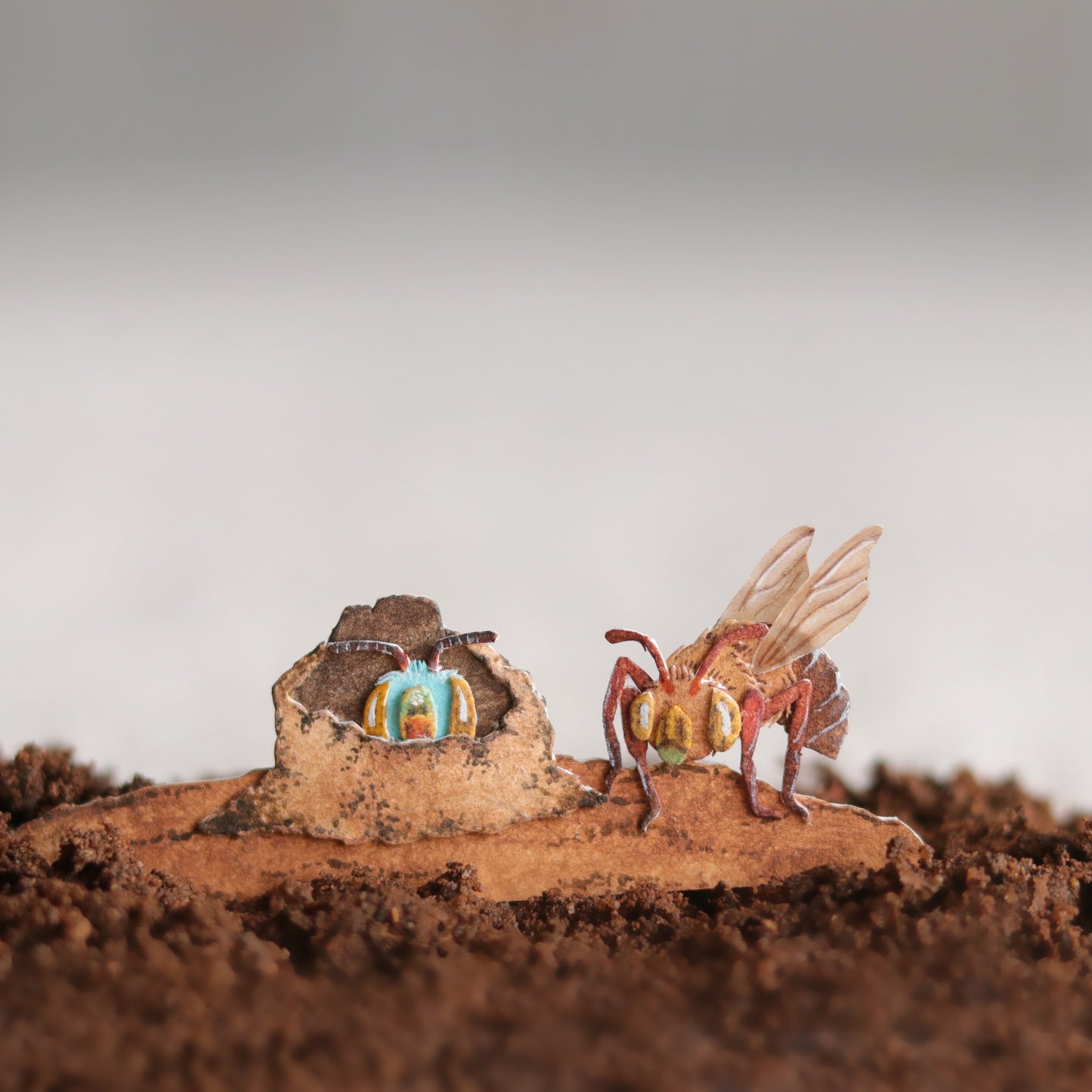 Dawson's Burrowing Bee
